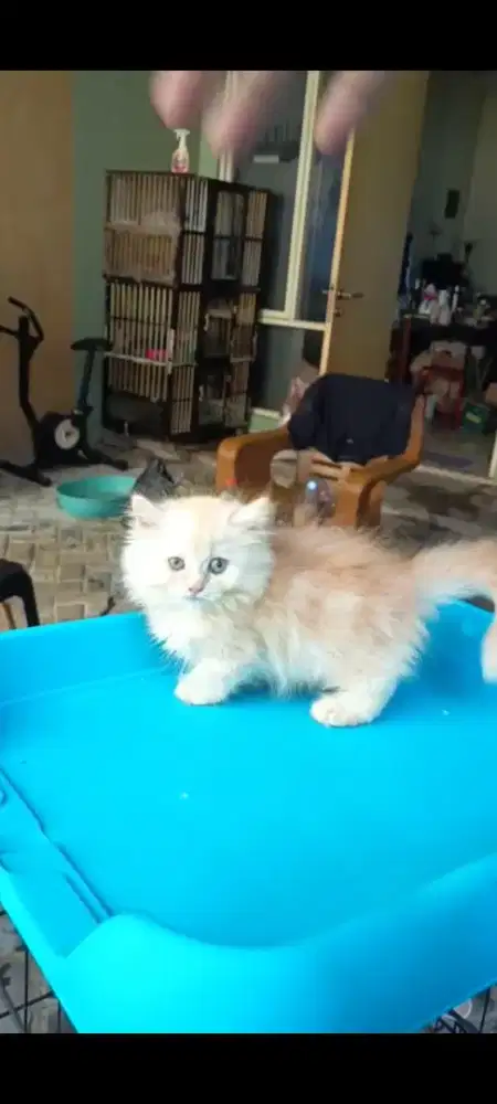 Kitten kucing munchkin rughugger betina 3,5 bulan