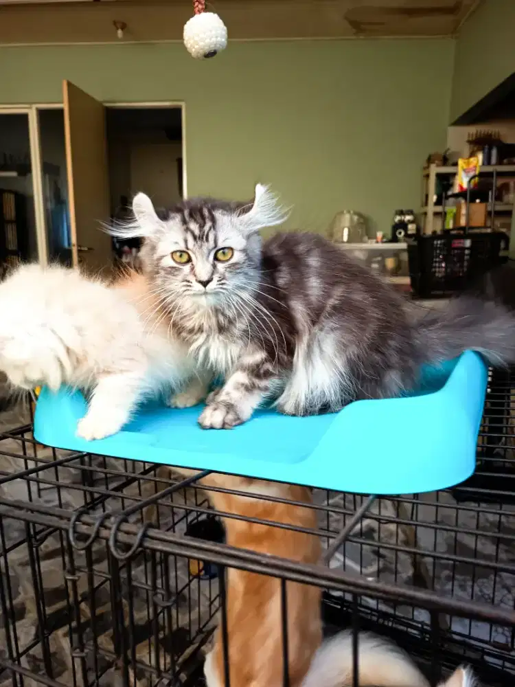 Kitten kucing Acl American Curly 4 bulan