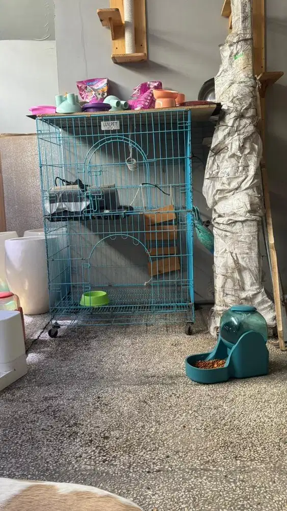 Kandand kucing dan anjing