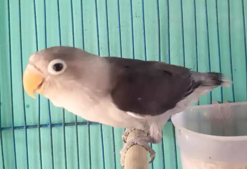 Seekor lovebird cantik