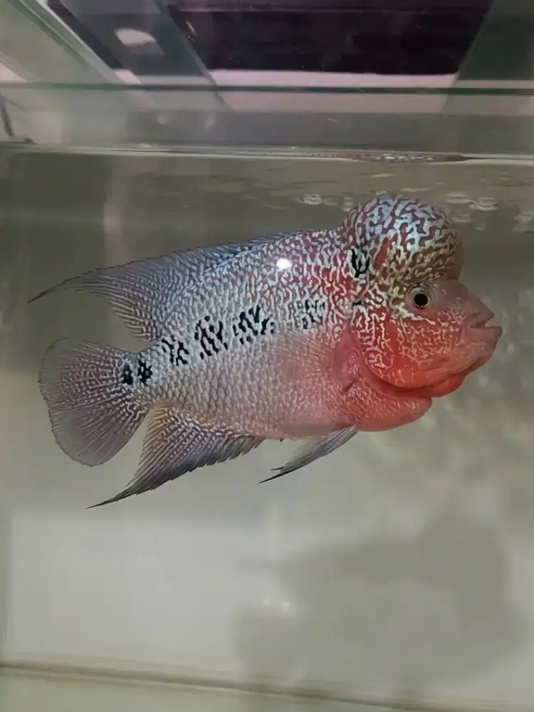 Louhan kamfa lokal 4 jarian