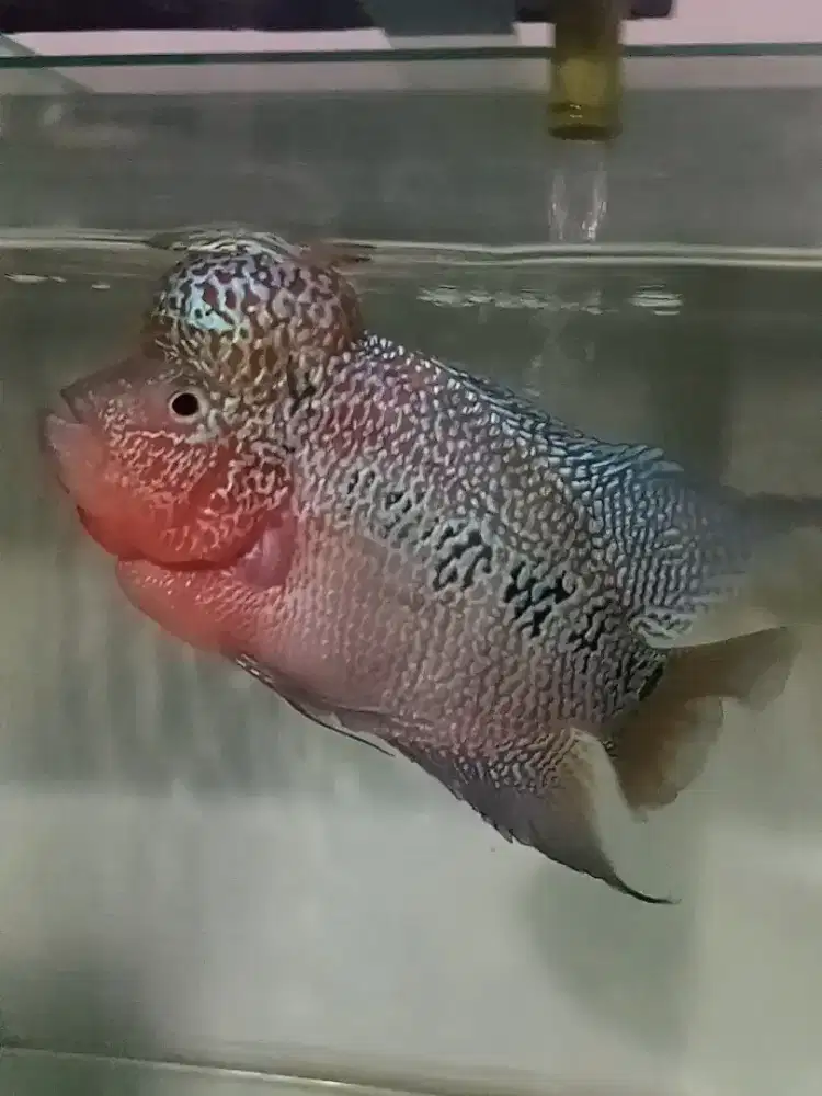 Louhan ukuran 4 jari