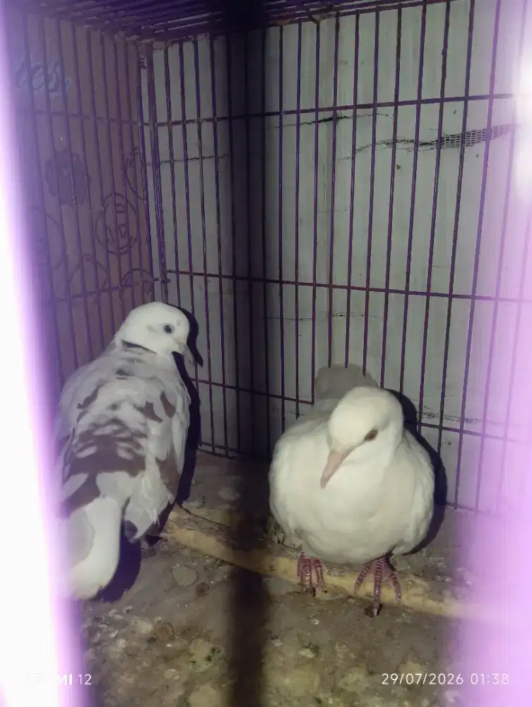 Puter albino mata merah x blorok istimewa