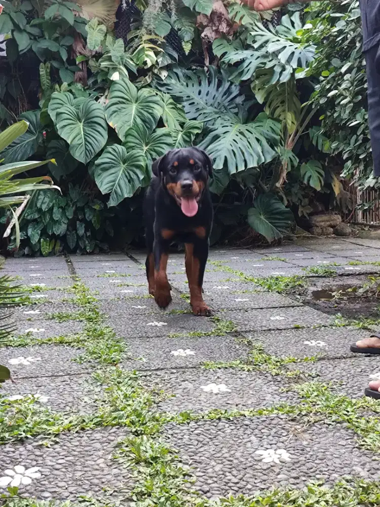 Rottweiler puppies/anakan rottweiler