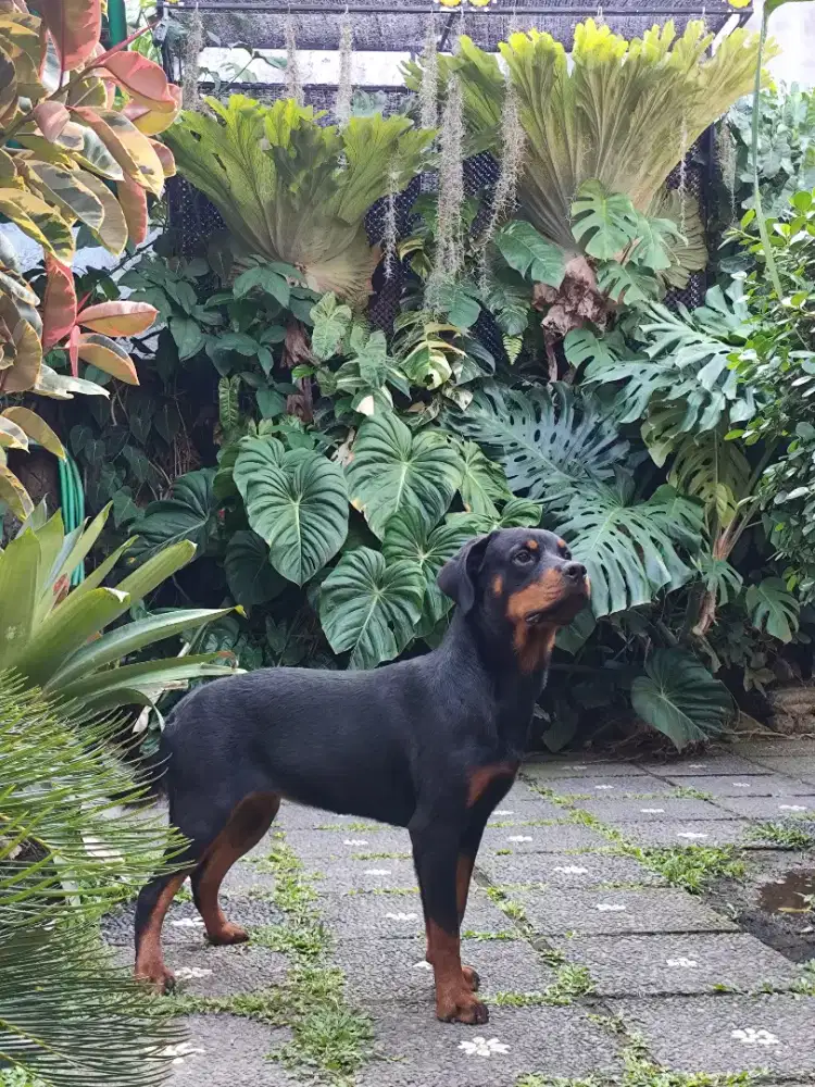Rottweiler puppies/anakan rottweiler