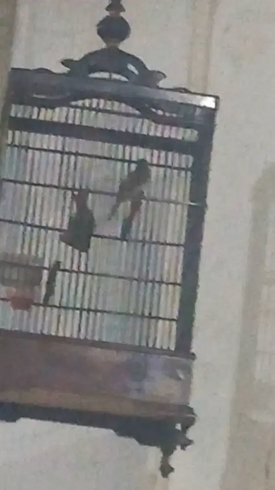 Cucak kombo / Kecial kombo gacor