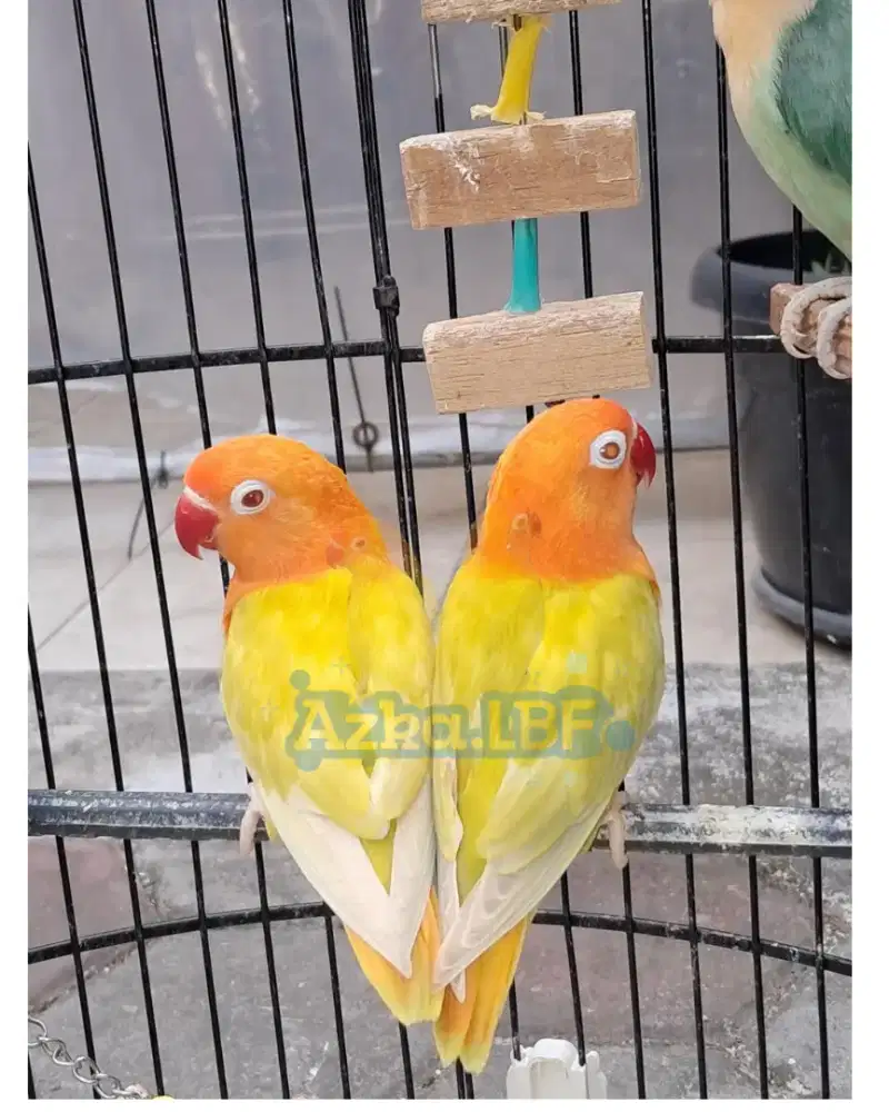 Lovebird Biola PF Green Mata Merah (paud)