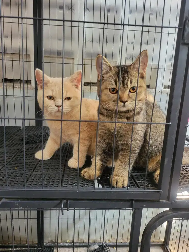 Kucing pure bsh