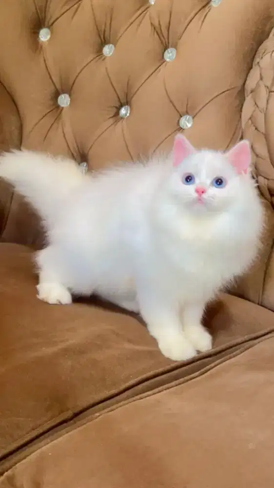 kucing kitten anakan mainecoon himalaya anggora persia peaknose