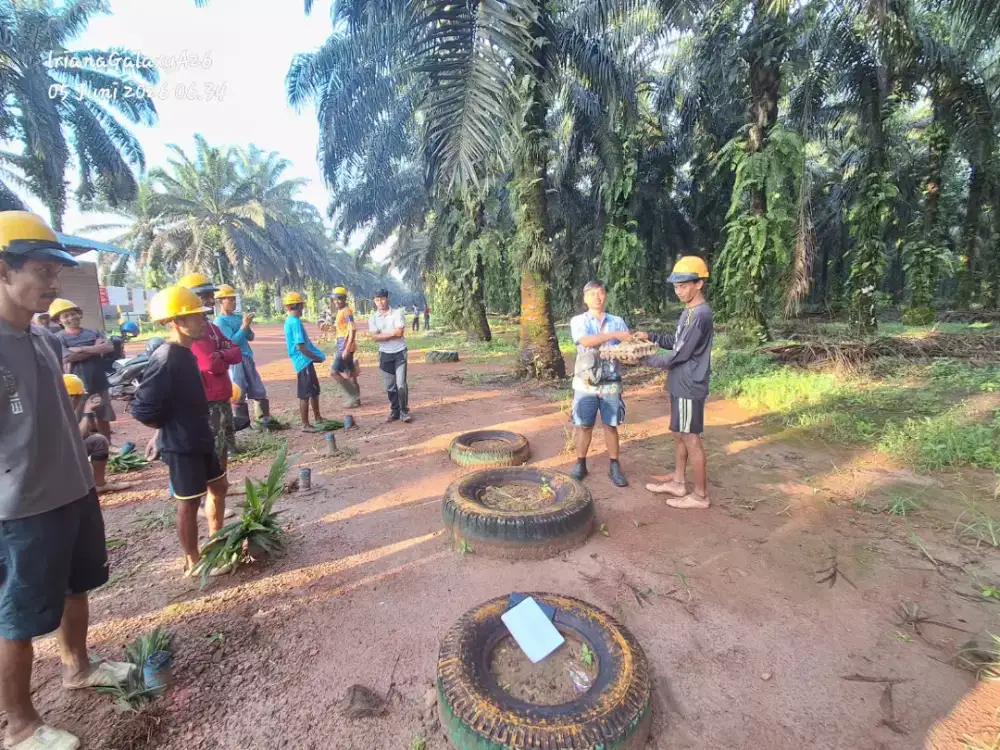 Dibutuhkan pemanen dan perawatan