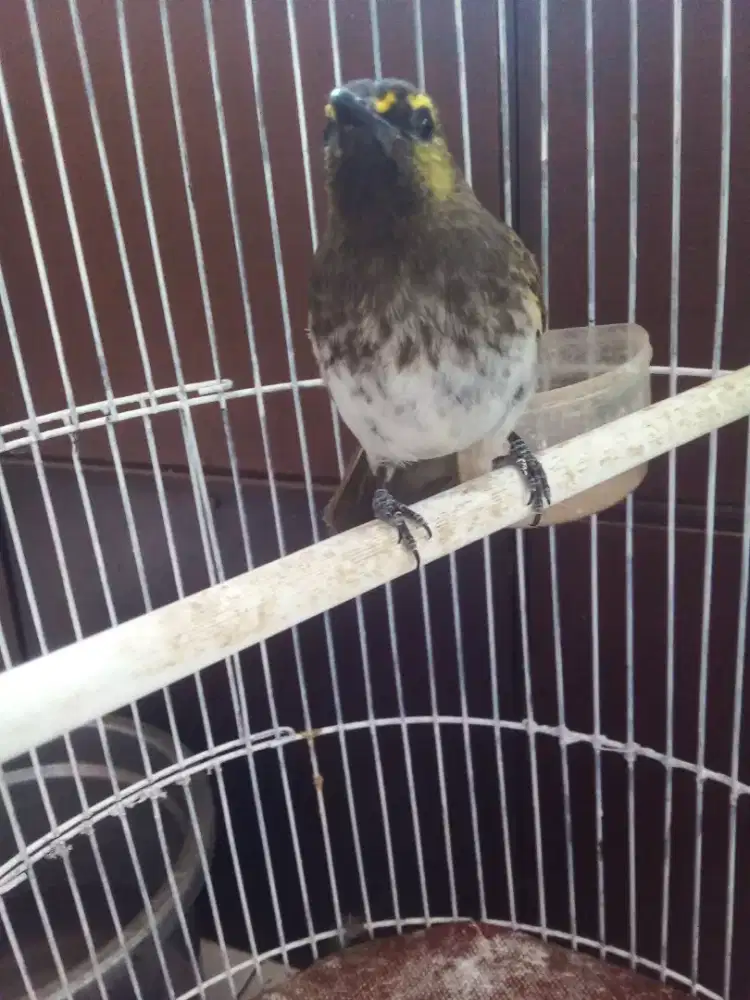 Burung cak wilis gacor