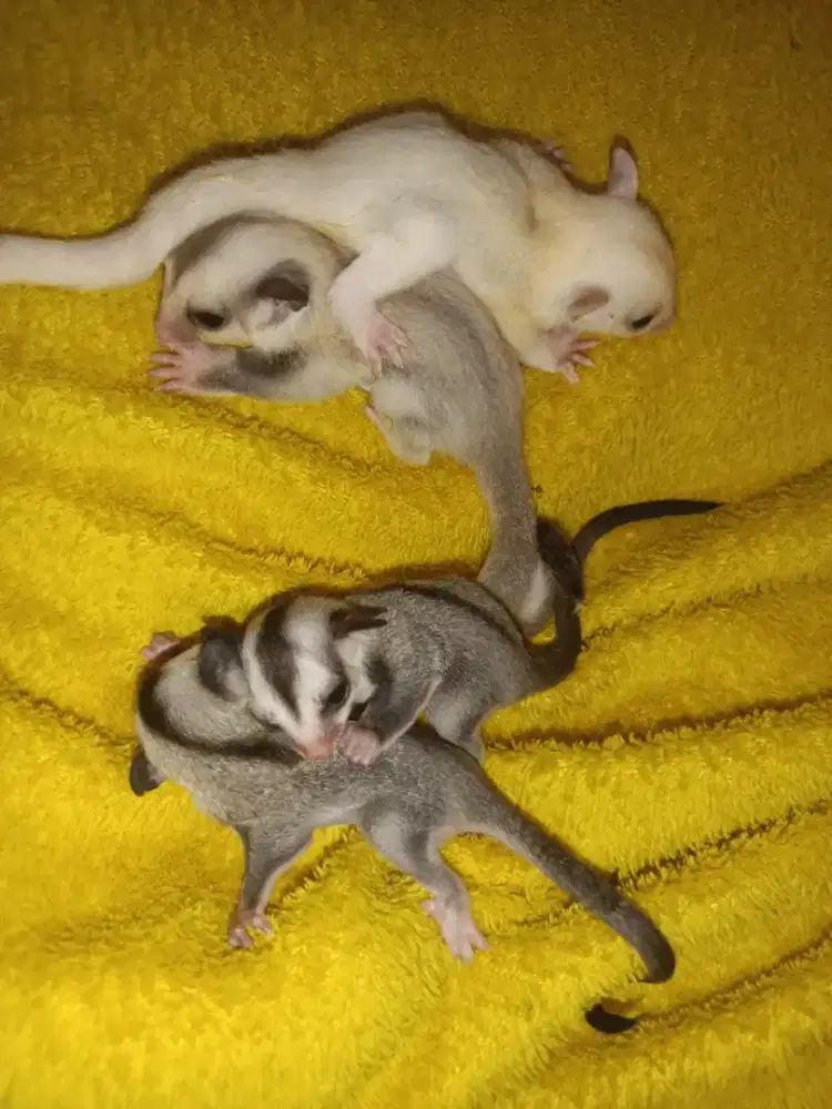 Joey Sugar Glider White Face