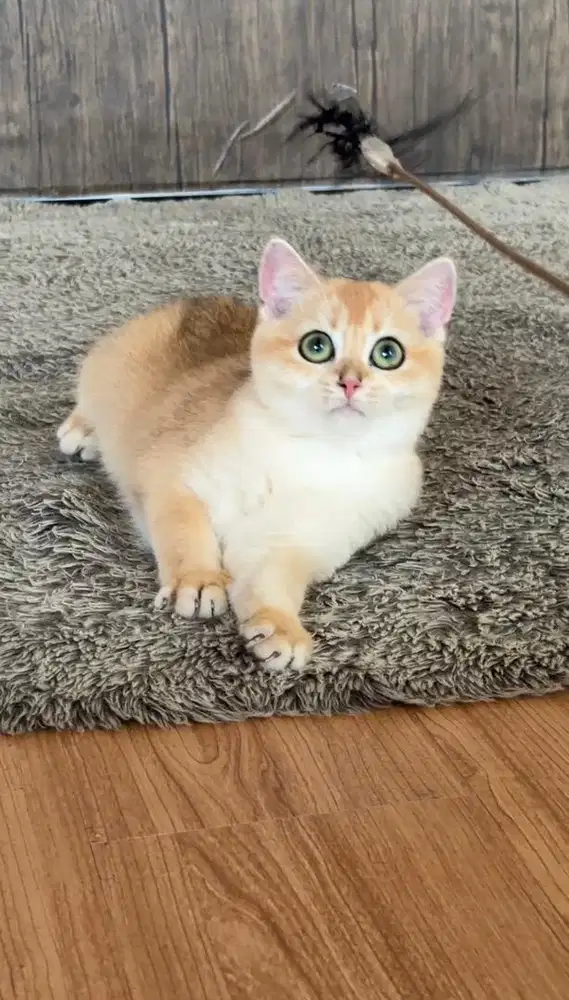 British shorthair Golden