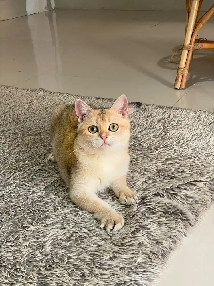 Britishshorthair Golden