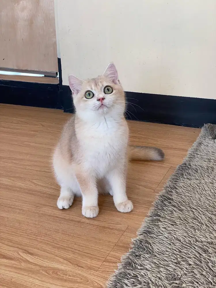 British shorthair Golden