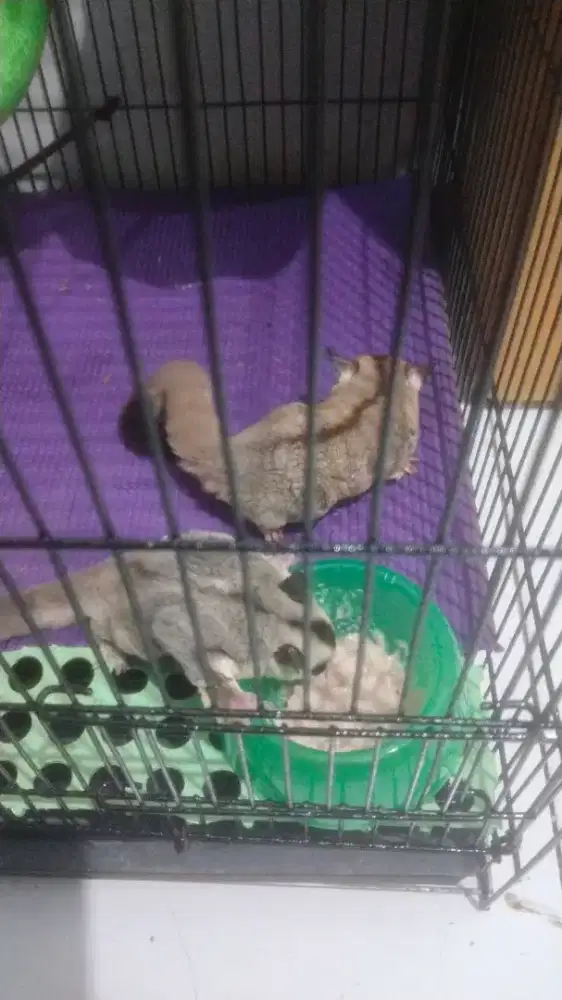 Sugar glider jantan