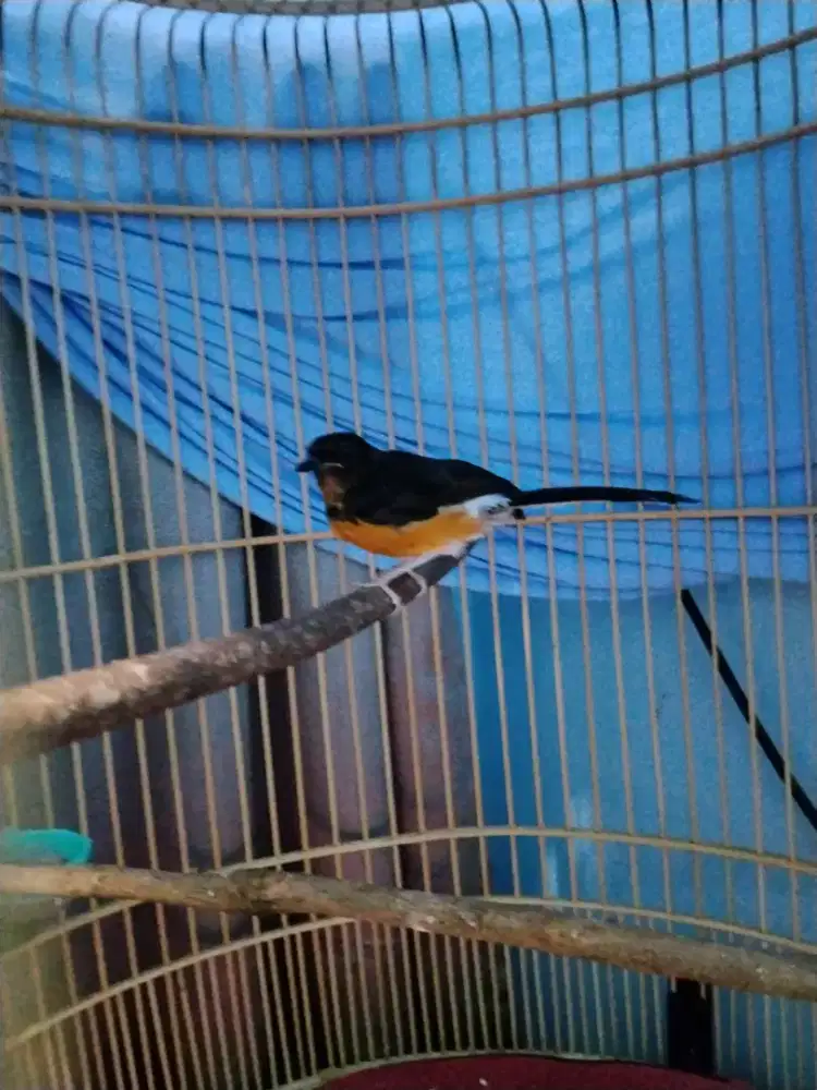 burung murai batu trotol jantan