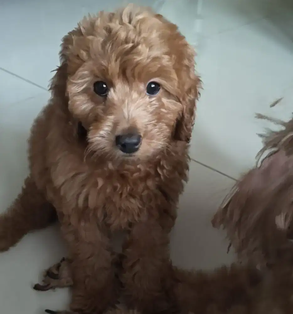 Jual Anjing Poodle