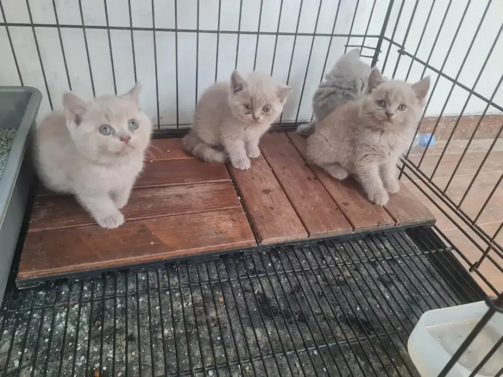 kucing kitten british shorthair line ped