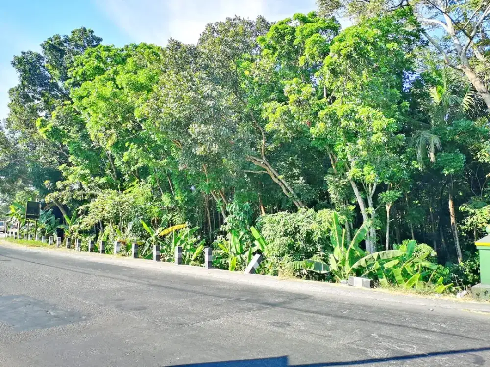 Tanah Sawah 2600m2 Dekat Candi Boko di Jl. Prambanan -  Piyungan, Bonus Full Pohon Jati, Cocok Gudang, Usaha, Investasi