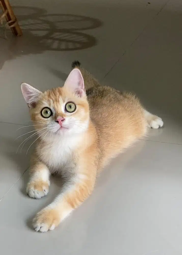 British shorthair golden