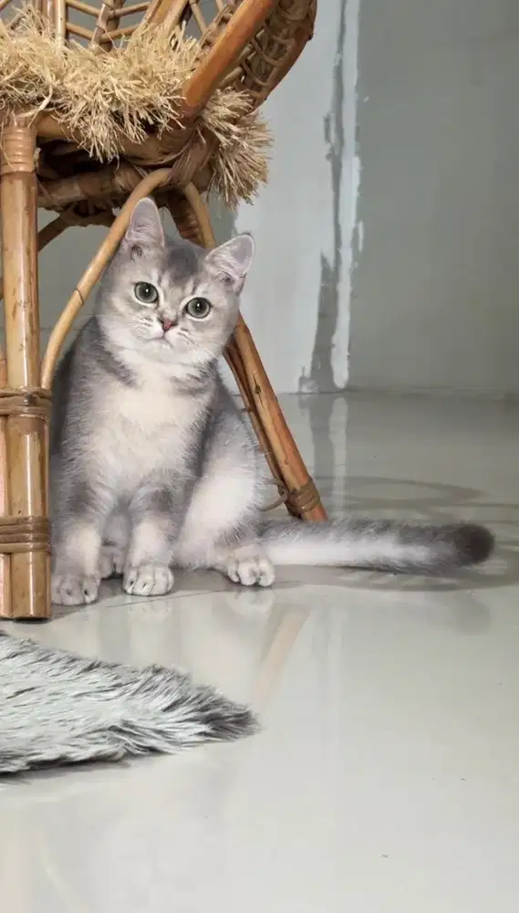 British shorthair golden ay25