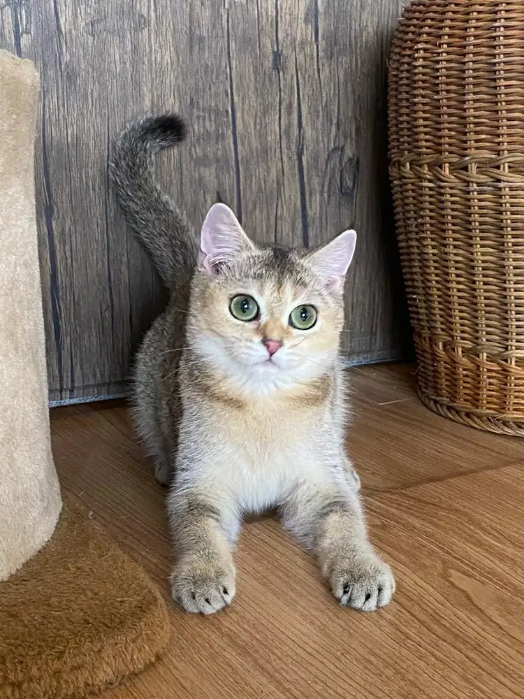 Britishshorthair black golden