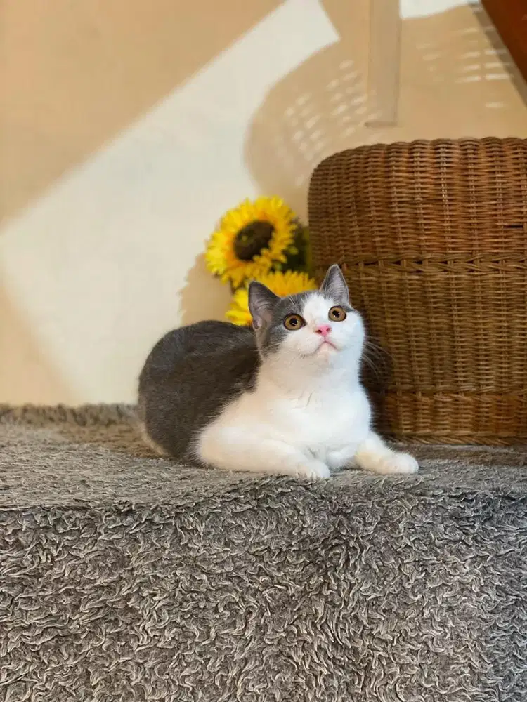 British shorthair blue bicolor