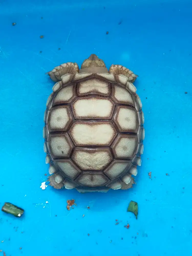 kura darat sulcata 5,3cm - kuku lengkap hidung plong