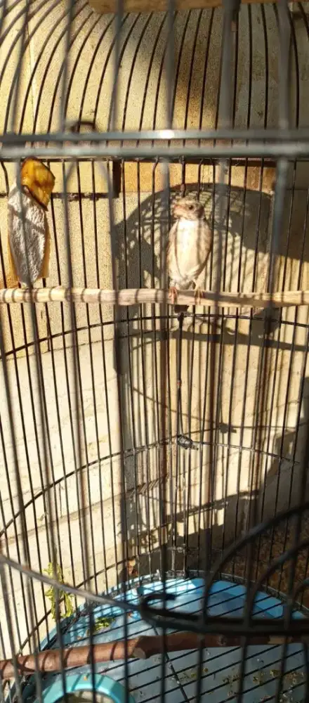 Burung sanger gacor