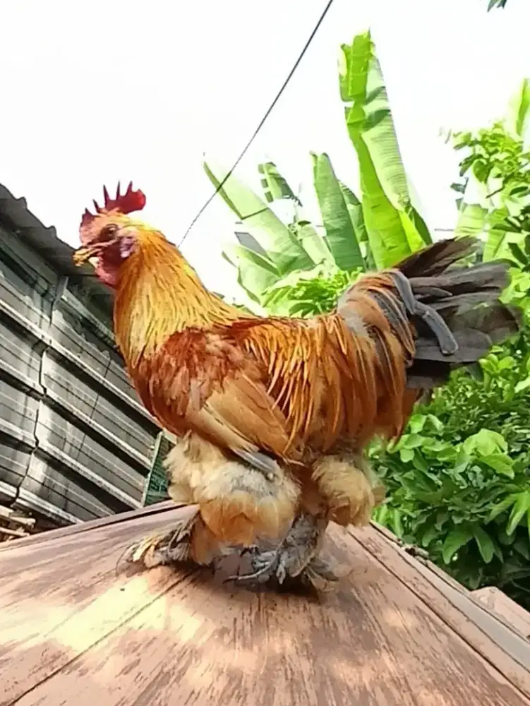 Ayam Hias Merah Menyala