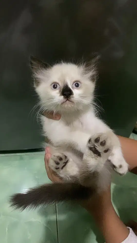 Kucing Himalaya mix Persia