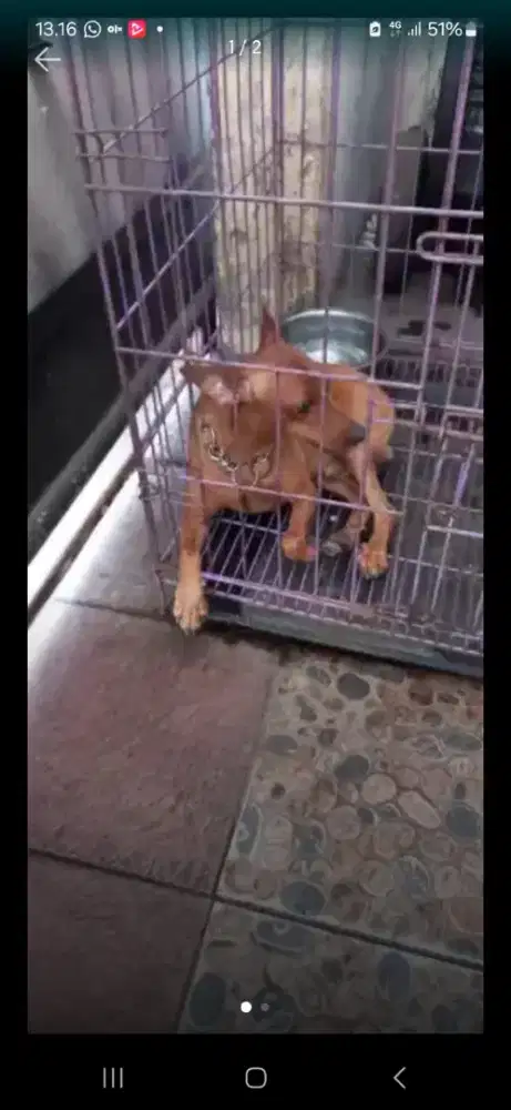 Doggy Mini Pincer