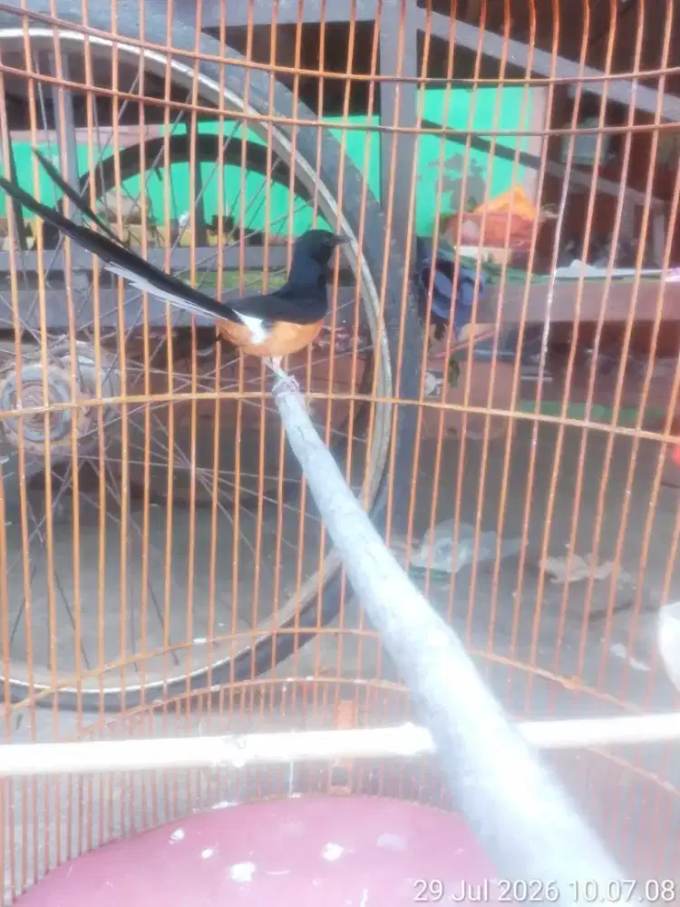 Murai gacor dorr kaki item