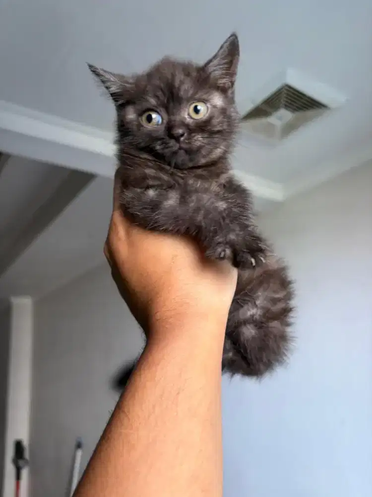 bsh black & bsh tabby
