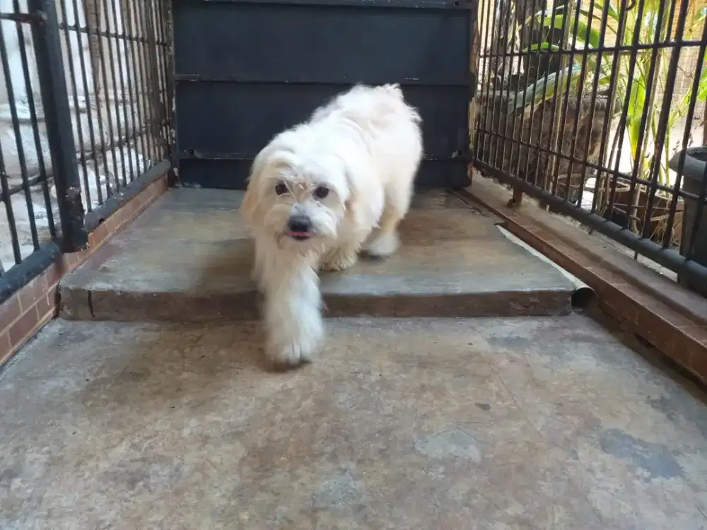 Anjing maltese betina