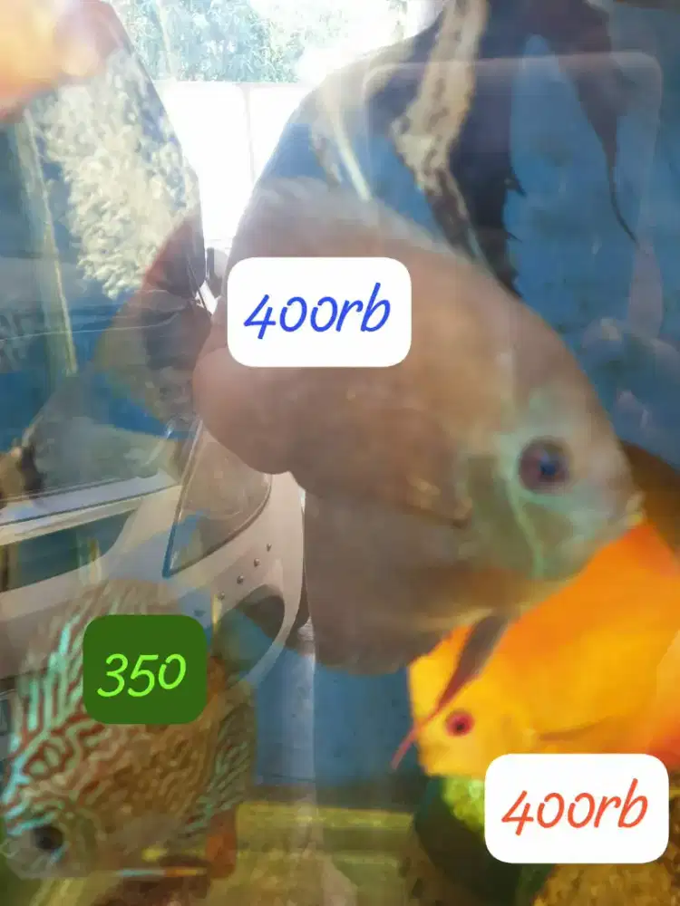 Jual ikan discas.hrg sdh tertera di foto