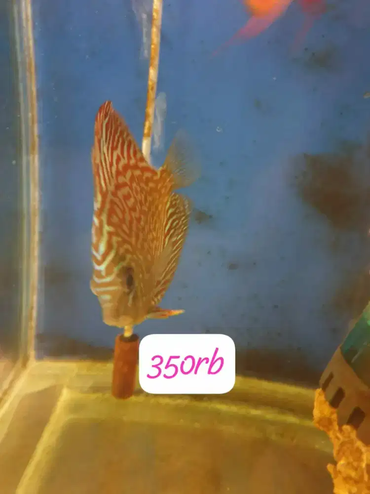 Jual ikan discas.hrg sdh tertera di foto