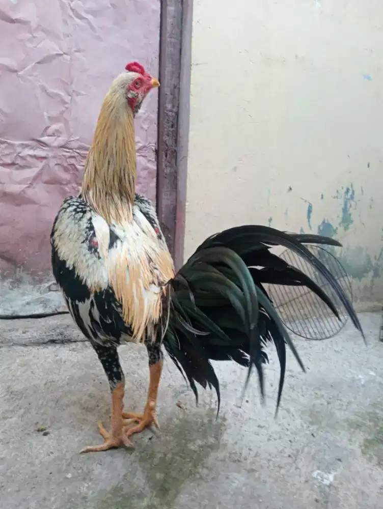 Ayam Mangon brewok ukuran 4,5 Jalu centel