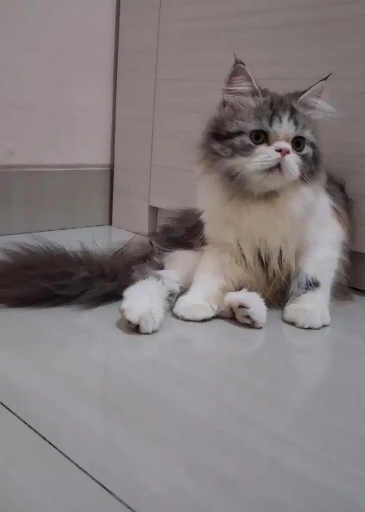 Lepas Adop Kucing Persia
