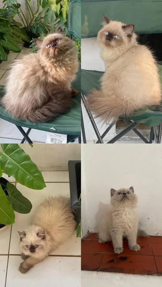 Kucing Himalayan