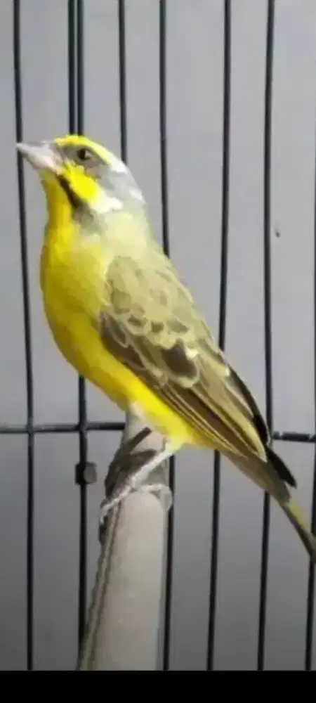 Mozambik jantan gacoran