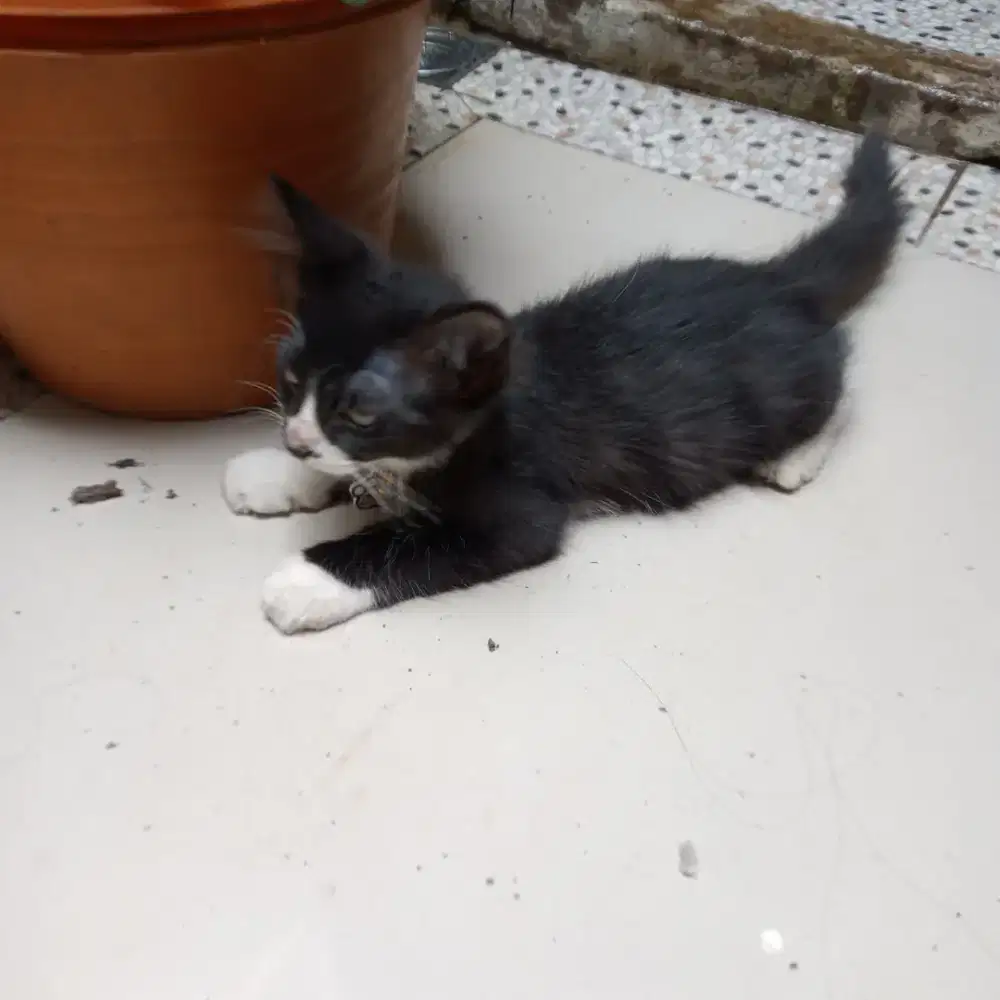 Kucing hitam jantan