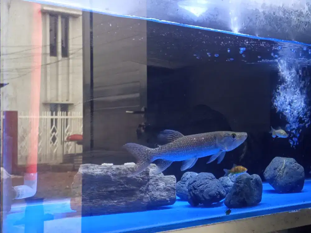 Ikan Predator Odoe Pike 1 set