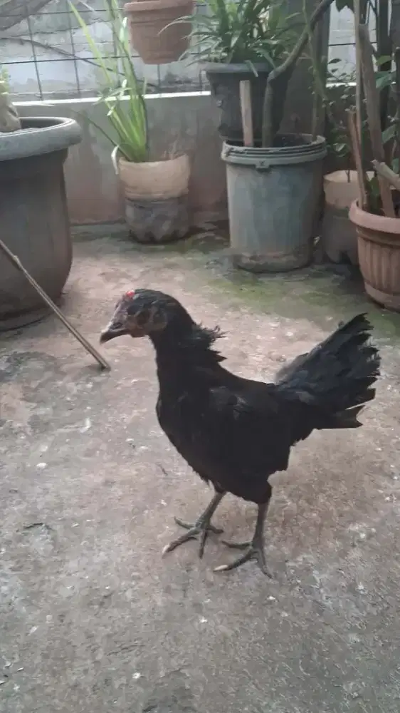 Ayam ketawa produksi