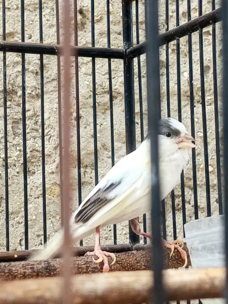 Burung kenari panda murah