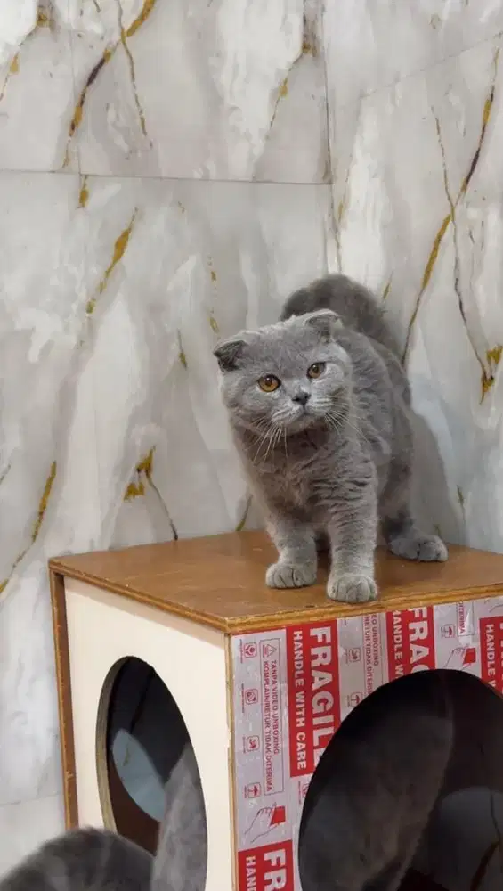Scottish fold kitten male gembul