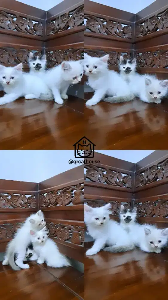 KUCING HIMALAYA 2 BULAN