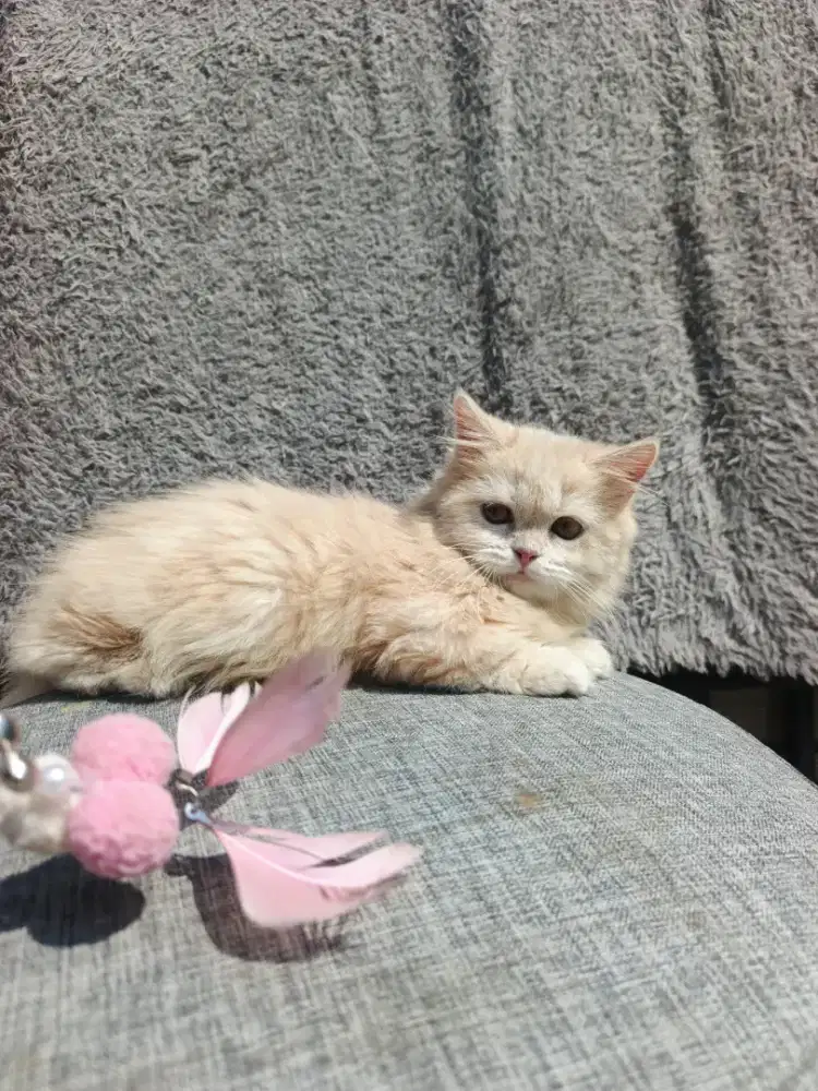 Kitten Munchkin Betina