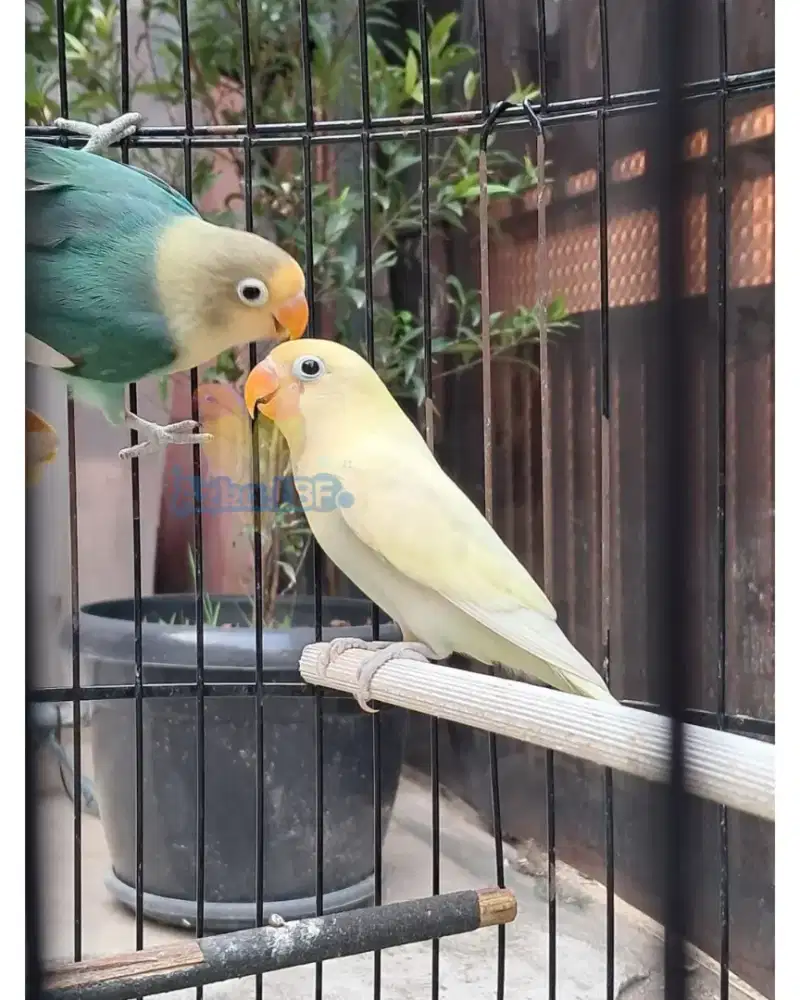 Lovebird PB Blue dan PB Pastel